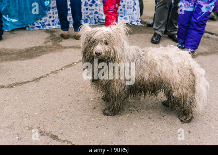 Cane sporca guarda miserabile. Cane bianco è in cerca di proprietari. Animali randagi in strada Foto Stock