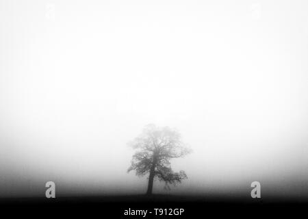 Unico albero nella nebbia, in bianco e nero, effetto di pellicola per evidenziare la profondità della nebbia attraverso il campo dietro. Foto Stock