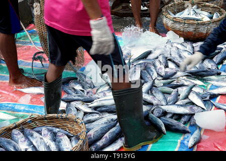 Lo scarico del pescatore pescato del pesce dalla barca Foto Stock