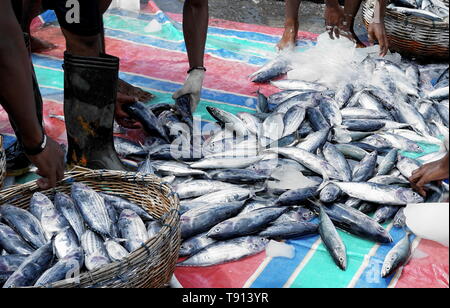 Lo scarico del pescatore pescato del pesce dalla barca Foto Stock
