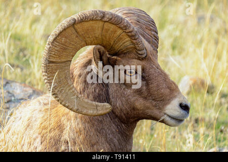 Close up di una ram, maschio bighorn, Ovis canadensis. Foto Stock