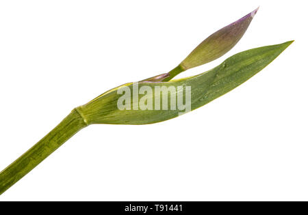 Non soffiati boccioli di fiori di iris. Isolato su bianco Foto Stock