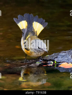 Femmina Redstart americano, Setophaga ruticilla , balneazioni in un cortile pond di Saskatoon, Saskatchewan, Canada. Foto Stock