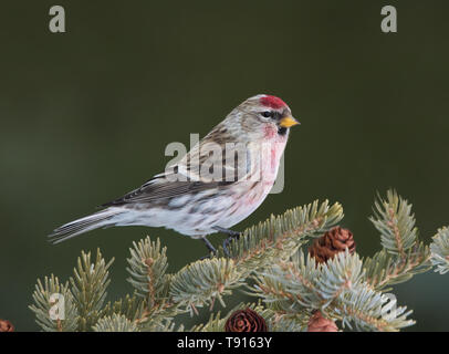 Un maschio Redpoll comune, Acanthis flammea, posatoi su un albero di abete, in Saskatchewan, Canada Foto Stock