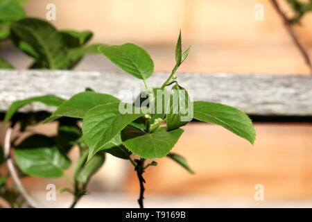 Hardy kiwi o Actinidia arguta vitigno perenne con verde scuro foglie coriacee e piccole hardy kiwi o kiwi berry o arctic kiwi o baby kiwi Foto Stock