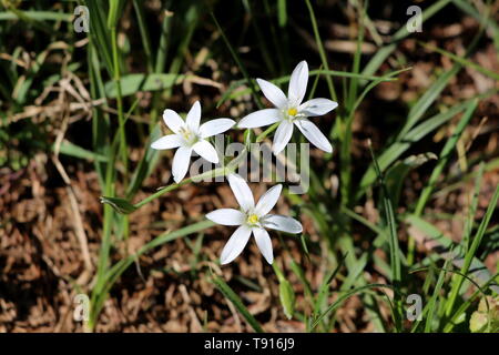 La stella di Betlemme o Ornithogalum pianta perenne con tre completamente aperto luminosa stella bianca come fiori circondato da erba non tagliata nel giardino locale Foto Stock