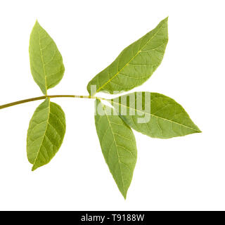 Un ramo di un albero di noce. Isolato su bianco Foto Stock