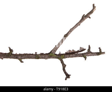 Ramo secco di pear tree. Isolato su bianco Foto Stock