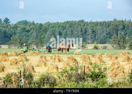 Il fieno stooks sulla fattoria Amish, con cavalli di attrezzo agganciato, Bruce miniere, Ontario, Canada Foto Stock