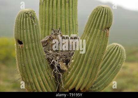 Grande cornuto gufi, (Bubo virginianus), in nido di cactus Saguaro (Carnegiea gigantea), e dorata sfarfallio (Colaptes chrysoides) lavorano sul nido, così Foto Stock