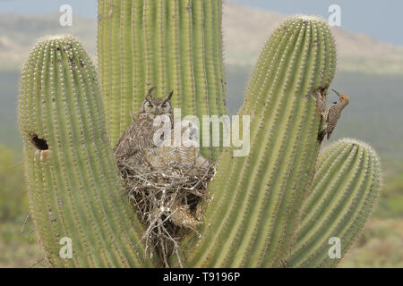 Grande cornuto gufi, (Bubo virginianus), in nido di cactus Saguaro (Carnegiea gigantea), e dorata sfarfallio (Colaptes chrysoides) lavorano sul nido, così Foto Stock