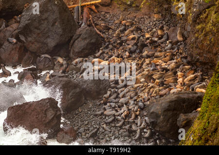 California i leoni di mare (zalophus californius) e Steller leoni di mare (eumetopias jubatus) tirata fuori sulla spiaggia rocciosa,Oregon, Stati Uniti d'America Foto Stock