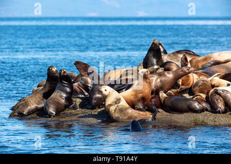 Stellar Sea Lion (Eumetopias jubatus), Hornby isola, Isola di Vancouver, BC, Canada Foto Stock