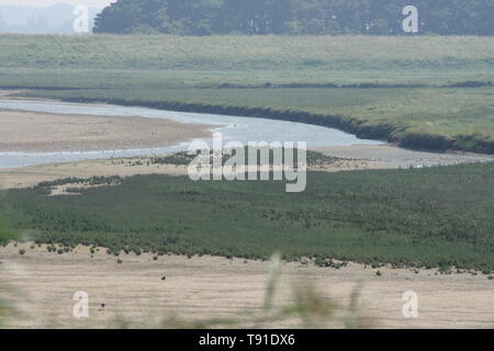 Riserva Naturale (Het Zwin) al confine con il Belgio Paesi Bassi Foto Stock