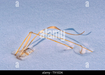 Erbe in snow uccelli Collina Parco Provinciale di Manitoba in Canada Foto Stock