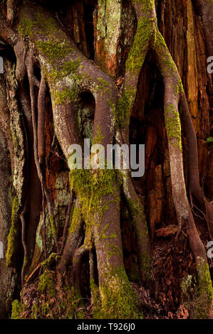 Impostazione della foresta con close-up di grande albero radici. Foto Stock