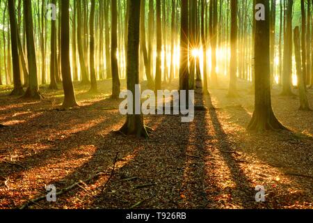 Sun splende attraverso naturale della foresta di faggio (Fagus sp.), Stubnitz, Jasmund National Park, isola di Rügen, Meclemburgo-Pomerania, Germania Foto Stock