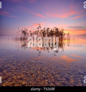 Canne riflesse nel lago Geiseltalsee presso sunrise, Sassonia-Anhalt, Germania Foto Stock