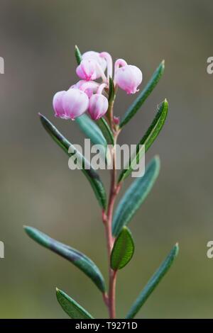 Bog rosemary (Andromeda polifolia), Emsland, Bassa Sassonia, Germania Foto Stock