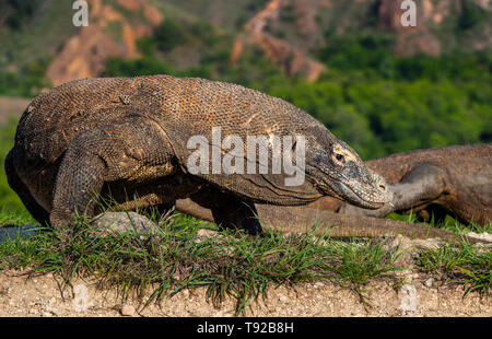 Drago di Komodo. Close up ritratto. Nome scientifico: Varanus komodoensis. Più grande lucertola vivente nel mondo. Habitat naturale su isola di Rinca. Indonesi Foto Stock