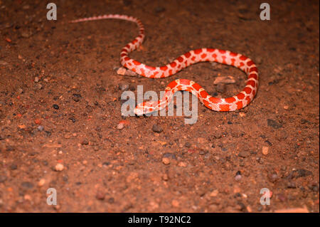 Il mais snake, Pantherophis guttatus, Satara, Maharashtra, India. Foto Stock