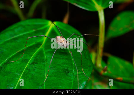 Harvestman spider, Ophilion, Satara, Maharashtra, India. Foto Stock
