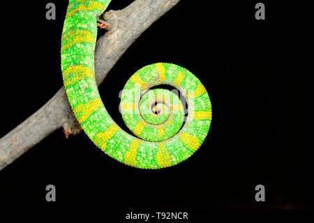 Primo piano della coda del camaleonte indiano, Chamaeleo zeylanicus coda, Satara, Maharashtra, India. Foto Stock