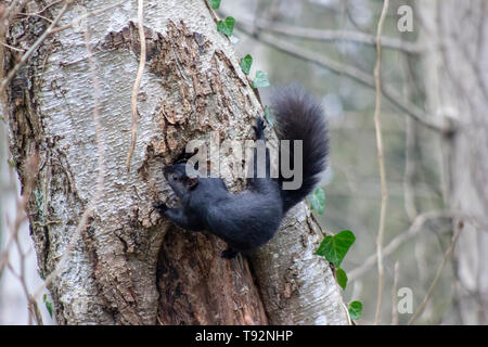Adorabile scoiattolo nero nascondere i dadi in den su un albero. Deer Lake, British Columbia, Canada. Graziosi animali. Le foglie di colore verde contro lo sfondo di autunno Foto Stock