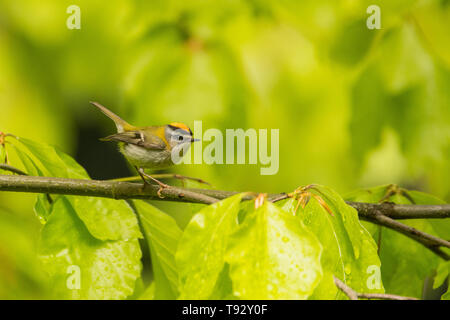 Belle, colorate il canto degli uccelli da un ramo contro una foresta verde dello sfondo. Firecrest comune (Regulus ignicapilla). Bieszczady. Polonia Foto Stock