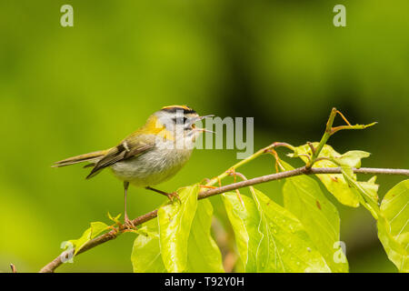 Belle, colorate il canto degli uccelli da un ramo contro una foresta verde dello sfondo. Firecrest comune (Regulus ignicapilla). Bieszczady. Polonia Foto Stock