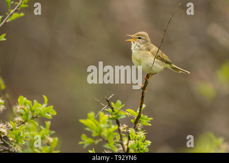 Willow trillo (Phylloscopus trochilus). Un comune canto degli uccelli su uno sfondo verde. Bieszczady. Polonia Foto Stock