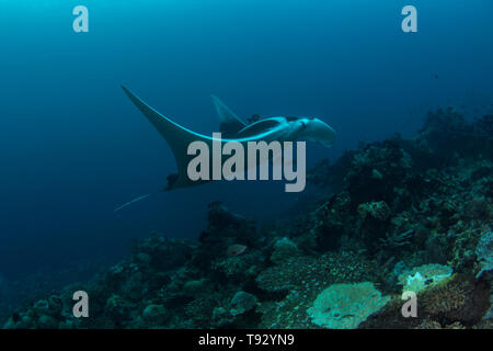 Giant oceanic manta ray ( Manta birostris ) nuoto su una barriera corallina in Raja Ampat, Papua occidentale, in Indonesia. Foto Stock