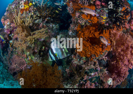 Pinnate spadefish (Platax pinnatus), shadowfin soldierfish (Myripristis adjusta) e Regal Angelfish (Pygoplites diacanthus), Raja Ampat, Papua occidentale. Foto Stock