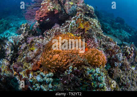 Pomodoro (anemonefish Amphiprion frenatus) in anemone marittimo in Raja Ampat, Papua occidentale, in Indonesia. Foto Stock