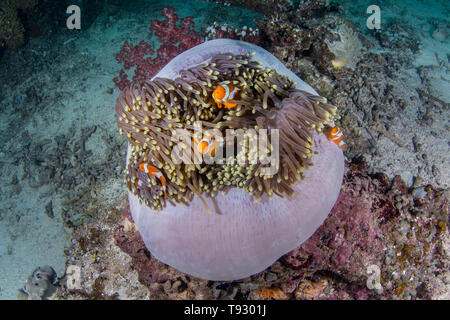 False clown anemonefish su anemone marittimo, Raja Ampat, Papua occidentale, in Indonesia. Foto Stock