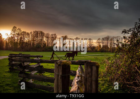 Uomo e cavallo in campo aperto Foto Stock