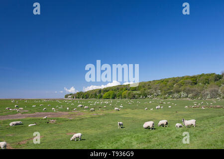 Gli ovini e i loro agnelli pascolano sul tidal paludi saline vicino a Jenny Brown's Point, che può essere visto in lontananza, nei pressi del villaggio di Silverdale su Foto Stock