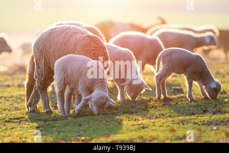 Carino piccoli agnelli sulla molla di fresco verde prato durante il sunrise Foto Stock