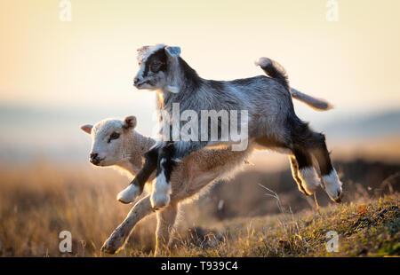 Carino di capretto e di agnello in esecuzione a livello di azienda in primavera Foto Stock