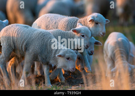 Carino piccoli agnelli sulla molla di fresco verde prato durante il sunrise Foto Stock