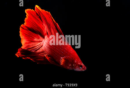 Versione beta di pesce, lotta contro la pesca in watter Foto Stock