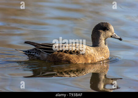 Bellissima femmina american wigeon nuotare nel lago di Lafarge, la visualizzazione è bello arancione e marrone del piumaggio. Autunno/Inverno Colori Foto Stock