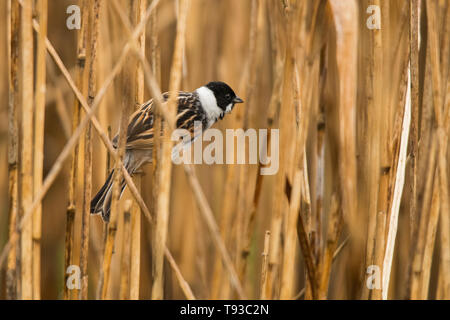 Comune di reed bunting (Emberiza schoeniclus). Polesie. L'Ucraina Foto Stock