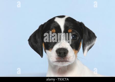 Dansk Svensk Gaardshund cucciolo Foto Stock