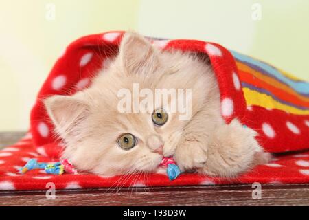 Il tedesco Longhair gattino Foto Stock