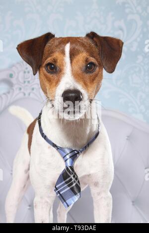 Parson Russell Terrier ritratto Foto Stock