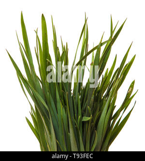 Un mazzetto di erba verde. Isolato su bianco Foto Stock