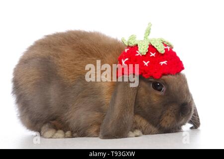 Mini Lop Foto Stock