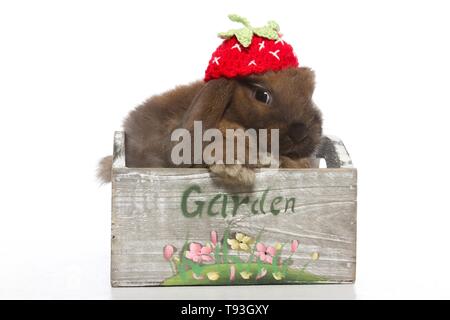 Mini Lop Foto Stock