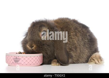 Dwarf teddy lop rabbit Foto Stock